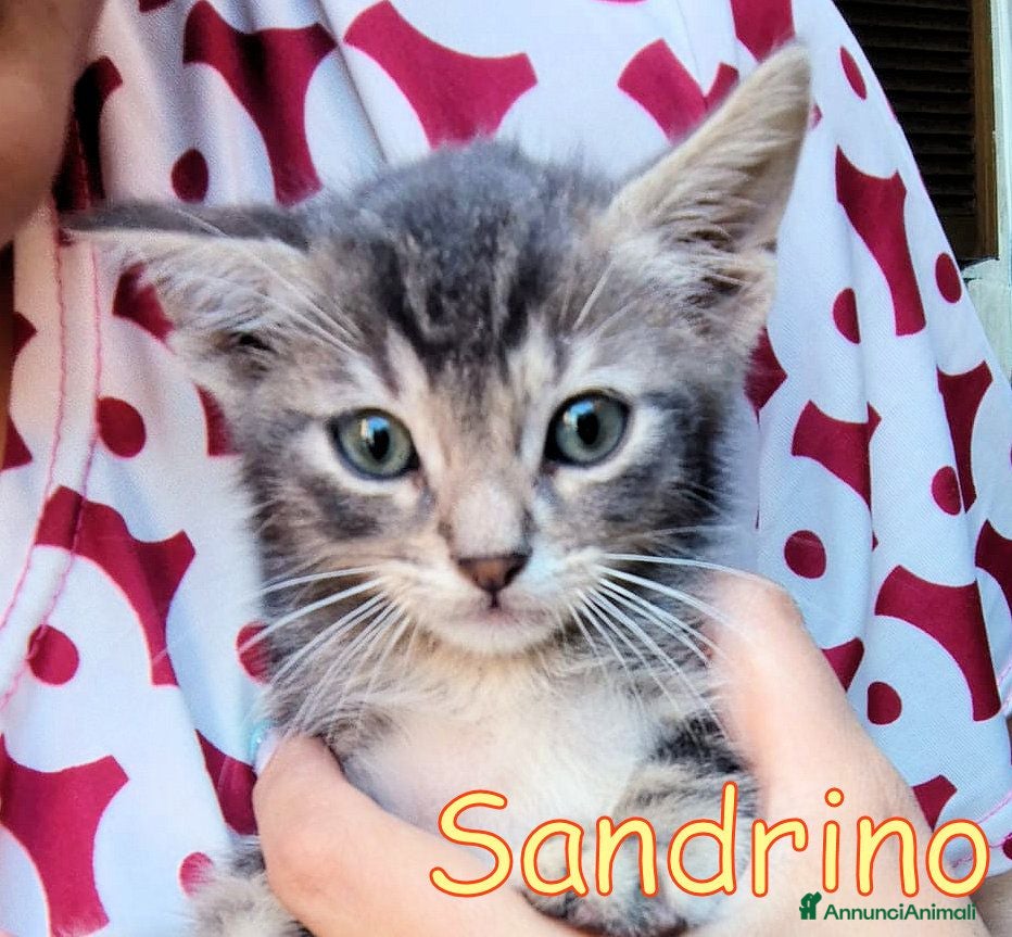 Europeo gatti Sandrino  gattino pelo semilungo    - Annuncio 16