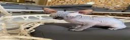 Sphynx gatti in vendita: Cuccioli Sphynks  - Annuncio 36