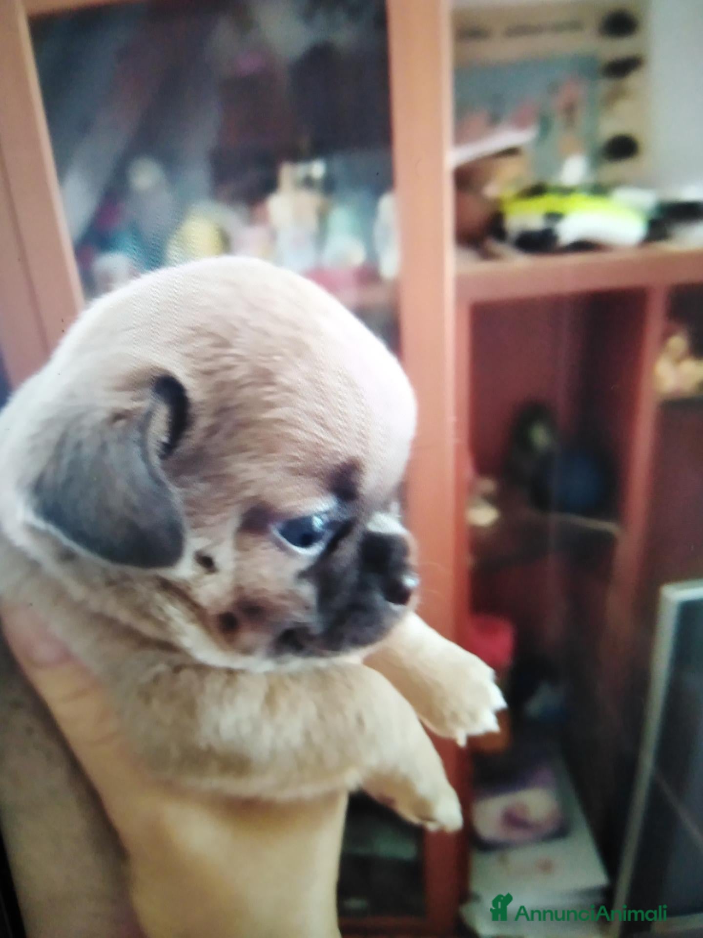 Chihuahua cani in vendita: Chihuahua cucciole femmine  - Annuncio 2