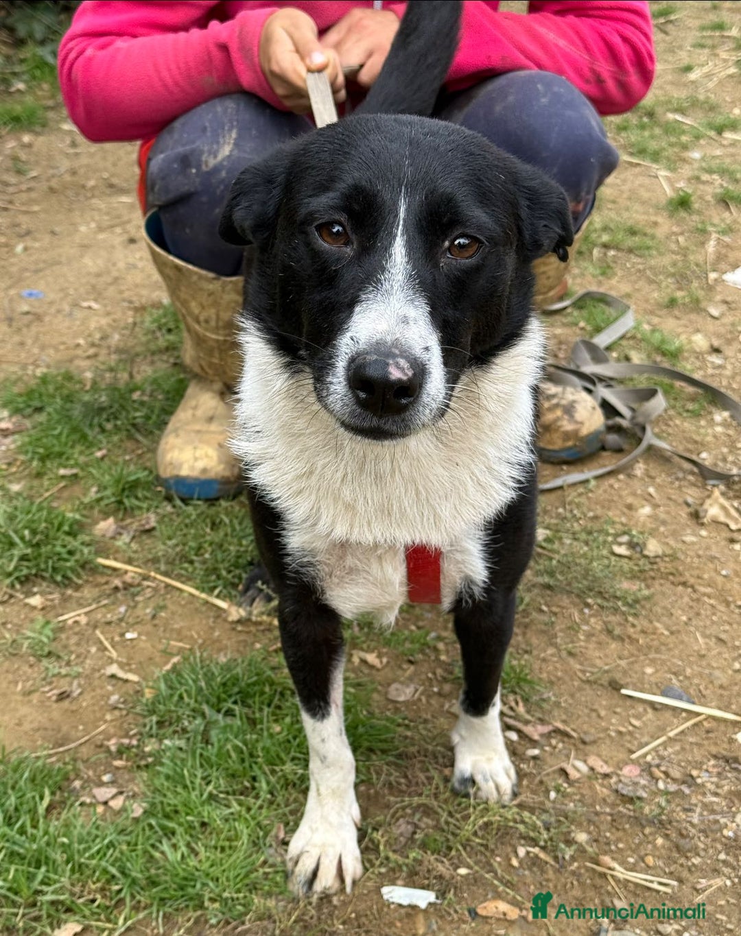 Meticcio cani in regalo: TESSA, bellissima coccolona in canile! - Annuncio 5