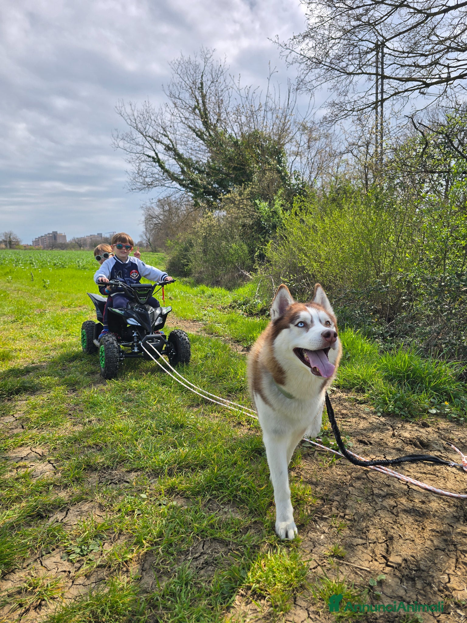 Husky cani Trek cerca amore - Annuncio 2