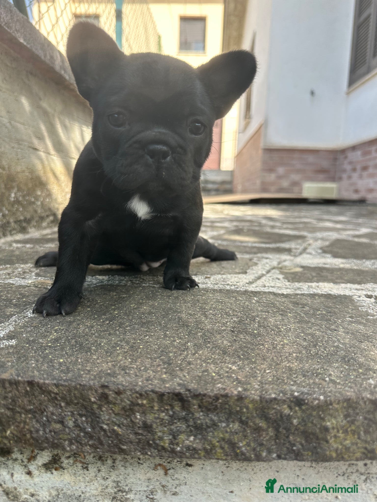 Bulldog Francese cani in vendita: bulldog francese blue occhi celesti, merlè, 2 nere - Annuncio 32