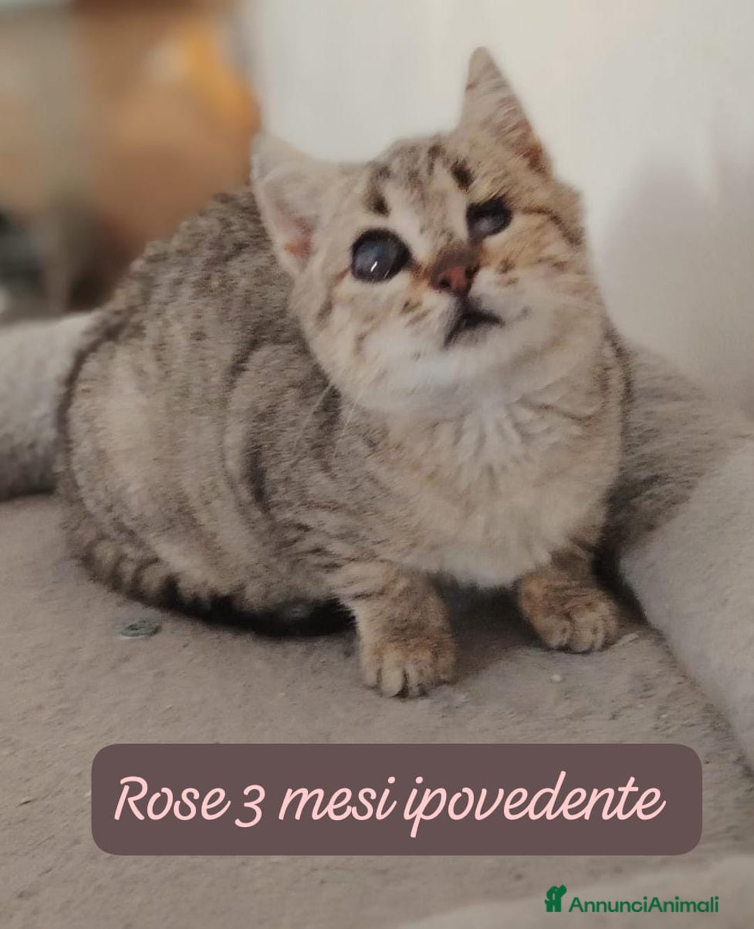 Altre razze gatti in regalo: Gattini destinati alla colonia  - Annuncio 3