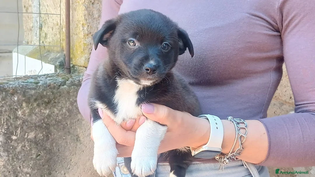 Meticcio cani in regalo: LA DOLCISSIMA ADA HA BISOGNO DI TE, IN ADOZIONE - Annuncio 4