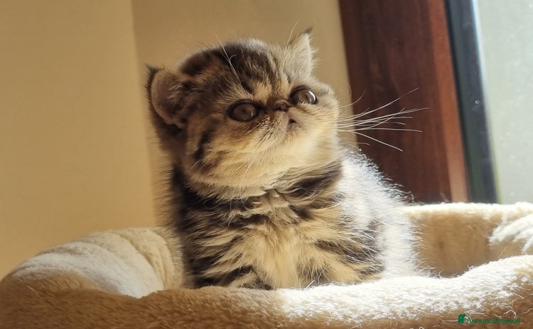 Exotic Shorthair gatti - Annuncio 3