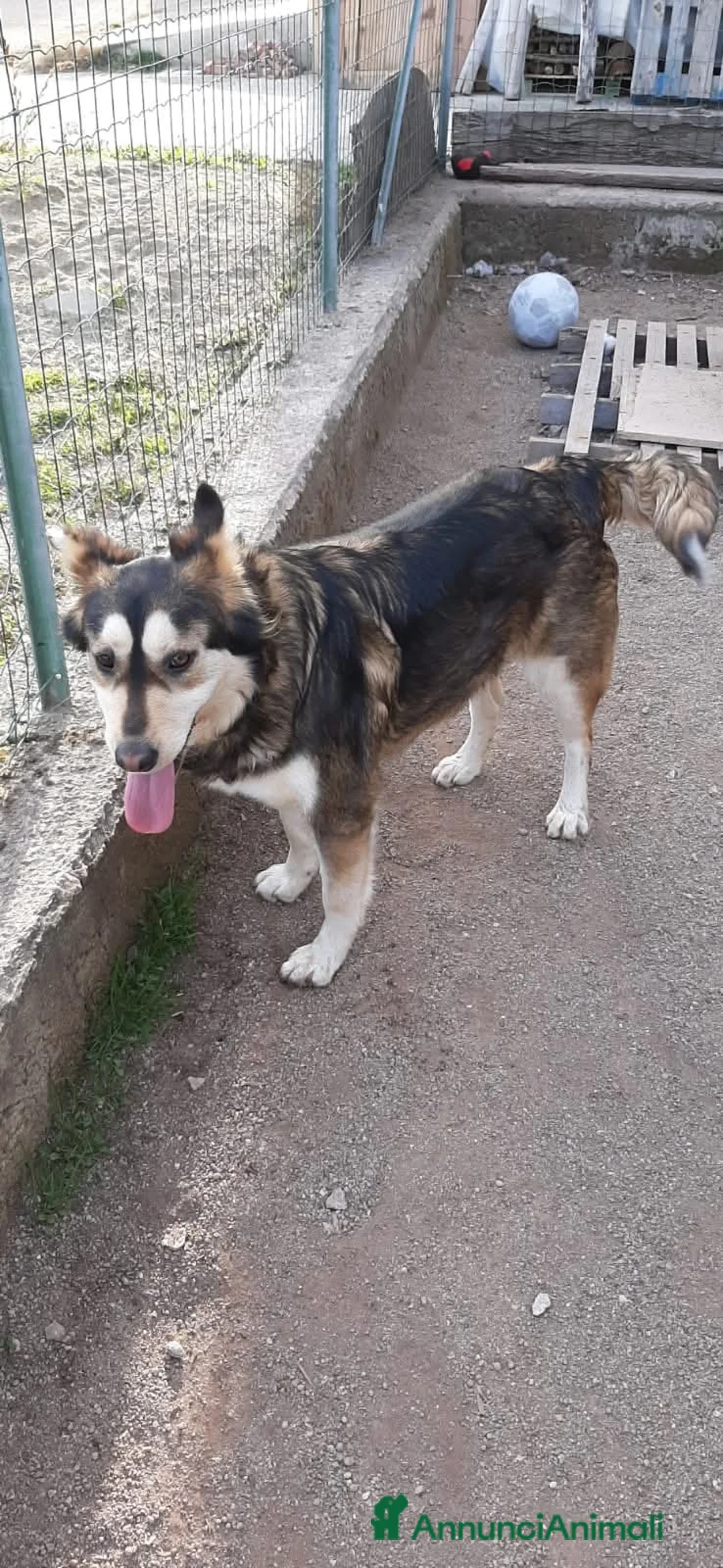 Husky cani in regalo: LARA  a Provincia di Avellino - Annuncio 5