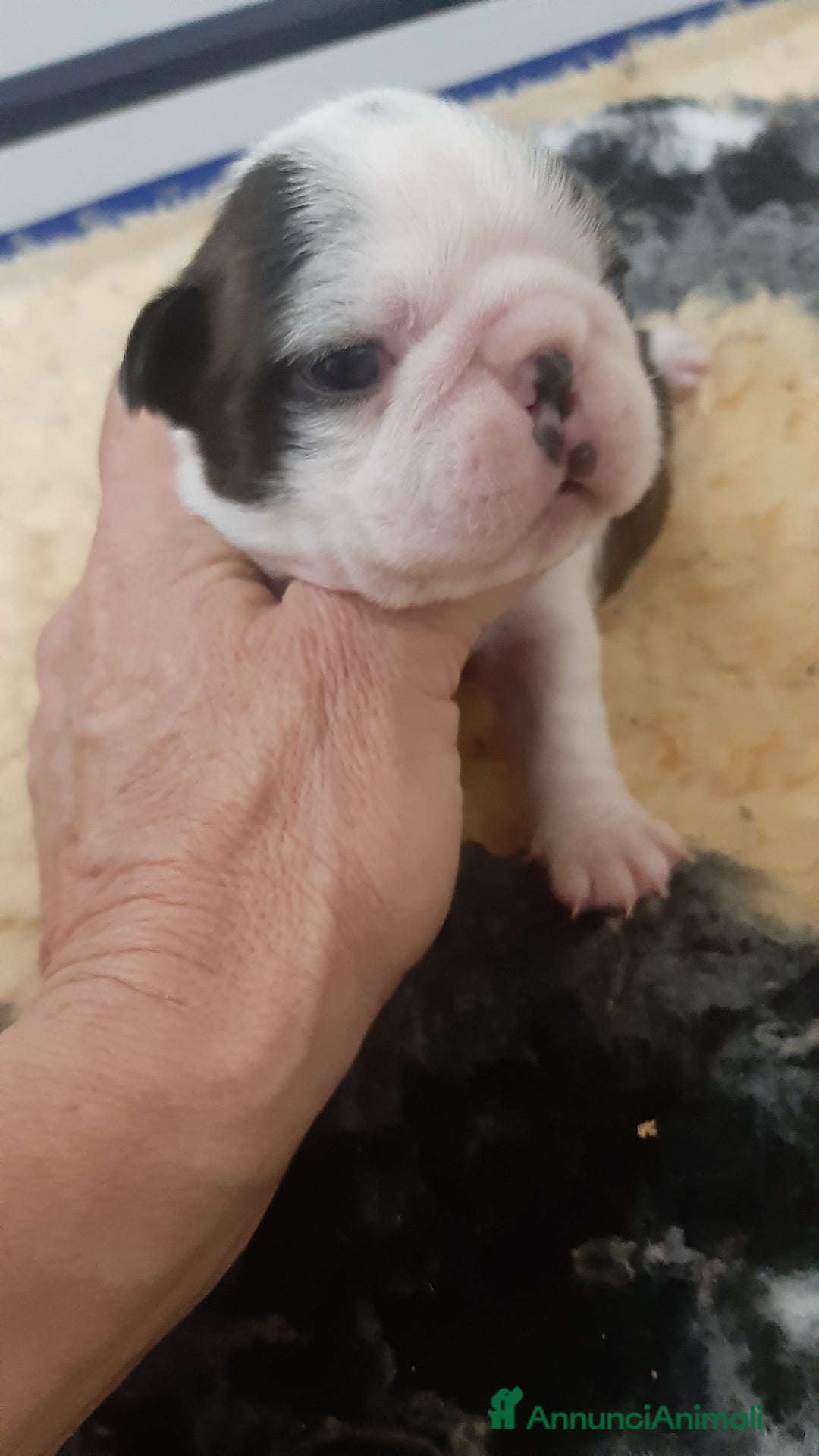Boston Terrier cani in vendita: Cuccioli di Boston terrier con pedigree ENCI/FCI  - Annuncio 7