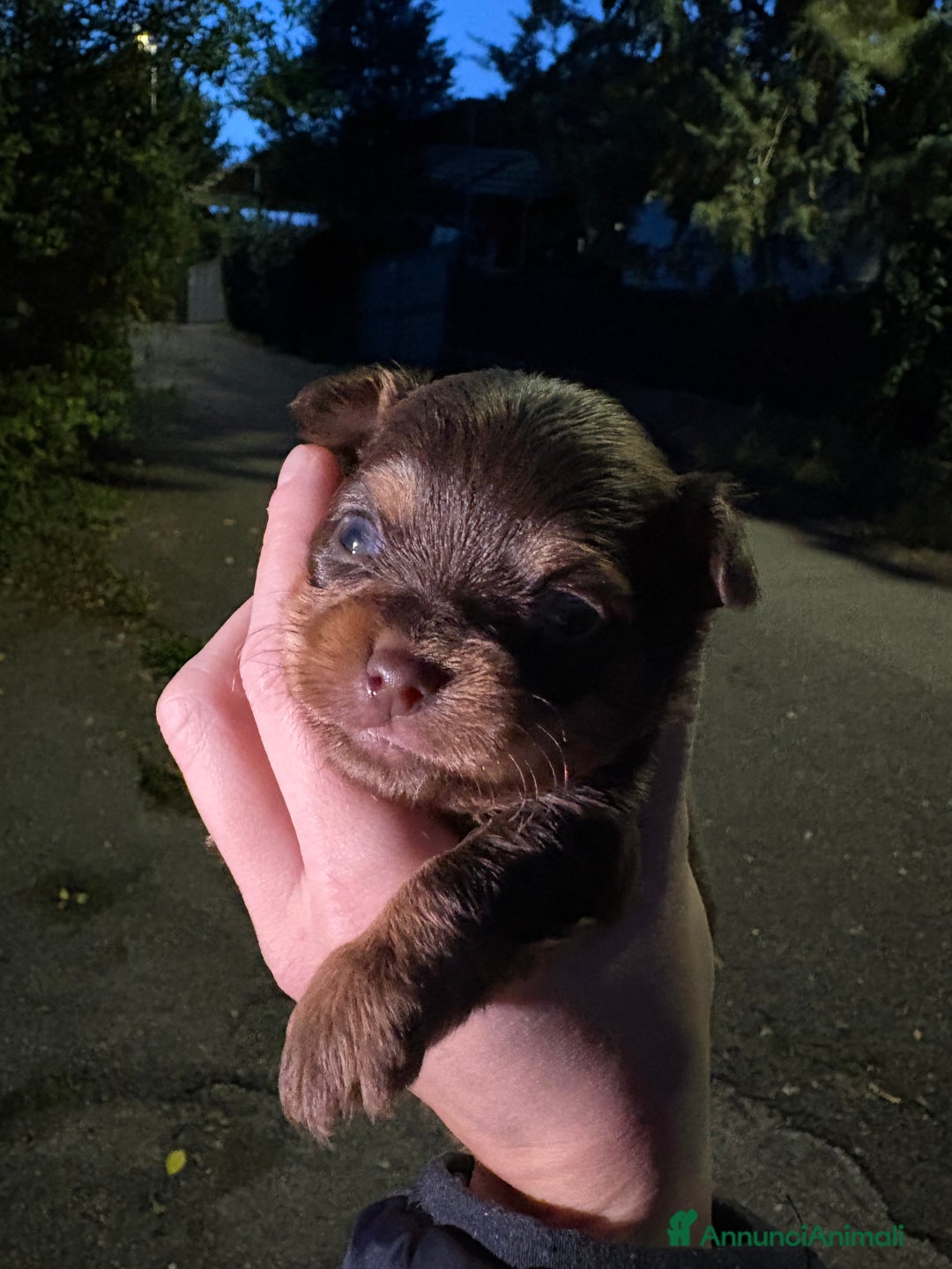 Chihuahua cani in vendita: Chihuahua  - Annuncio 2