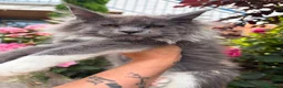 Maine Coon gatti in vendita: Cucciola Maine Coon - Annuncio 3