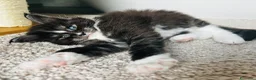 Maine Coon gatti in vendita: Maine Coon con pedigree  - Annuncio 3