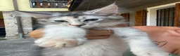 Maine Coon gatti in vendita: Cucciola Maine coon shaded pedigree tre rate - Annuncio 10