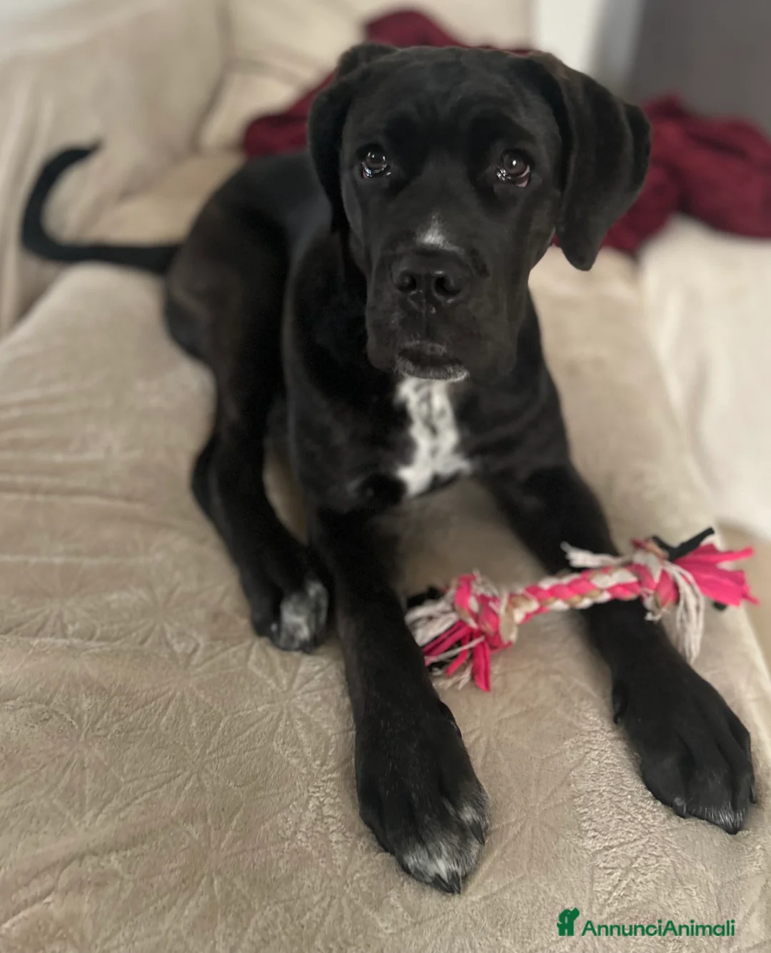 Cane Corso cani in regalo: Vendo bellissima cucciola di cane corso  - Annuncio 3