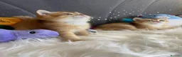 Scottish gatti in vendita: Gattini di Razza Scottish - Annuncio 5
