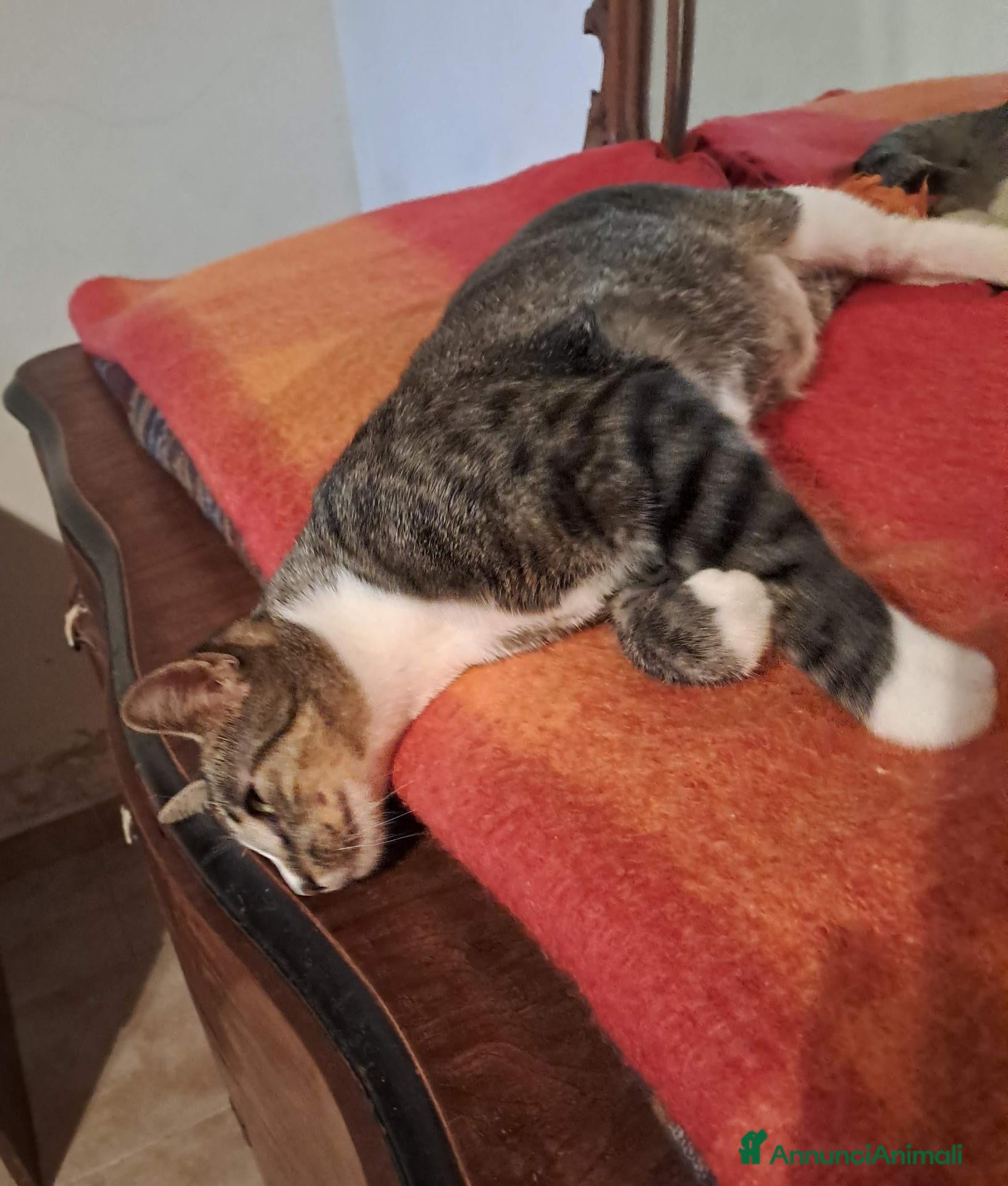 Europeo gatti Cucciolotti di gatto  - Annuncio 31