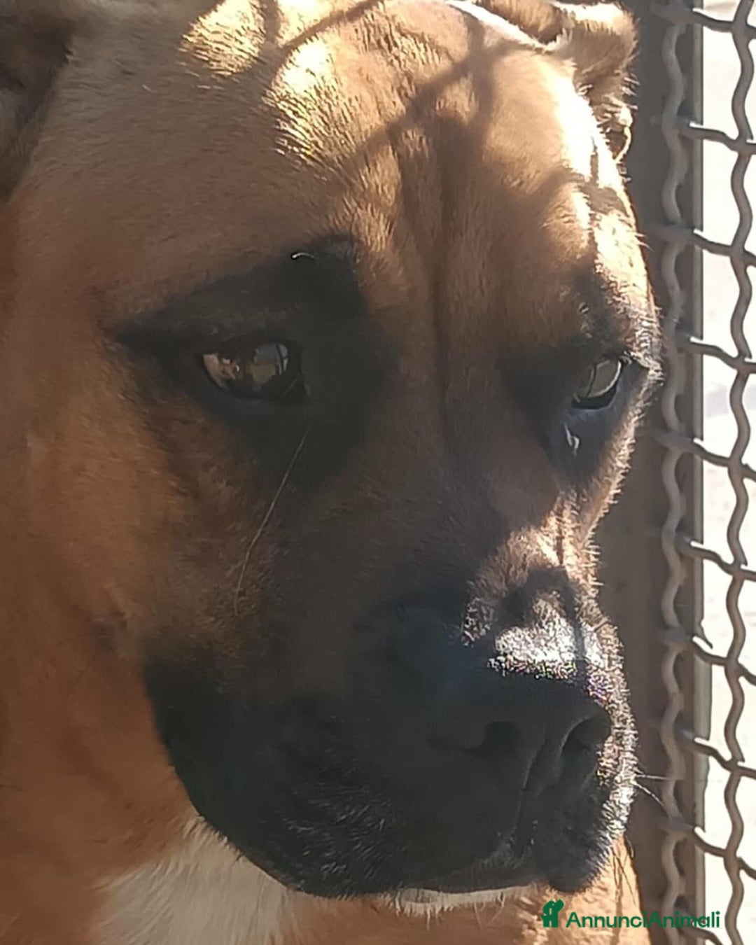 Boxer cani in regalo: ARTEMIS coccolona 4 anni derivato boxer cerca casa a Provincia di Latina - Annuncio 6