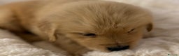 Golden Retriever cani in vendita: 🐾 Golden Retriever – disponibili da subito! 🐾 - Annuncio 2