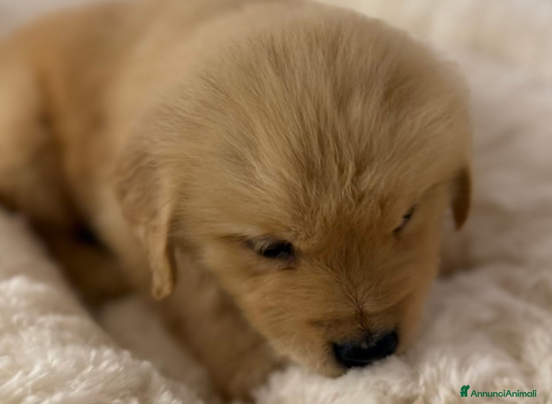 Golden Retriever cani in vendita: 🐾 Golden Retriever – disponibili da subito! 🐾 - Annuncio 2