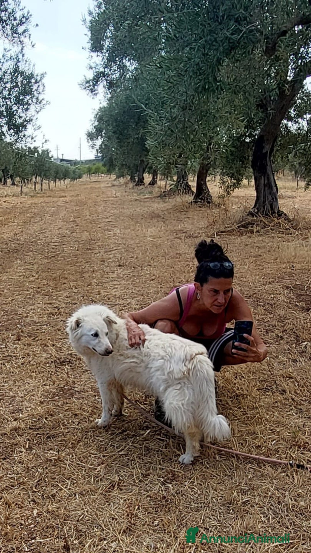 Meticcio cani in regalo: Nonna Penny Cerca Famiglia. Info Monica 3890238584 - Annuncio 11