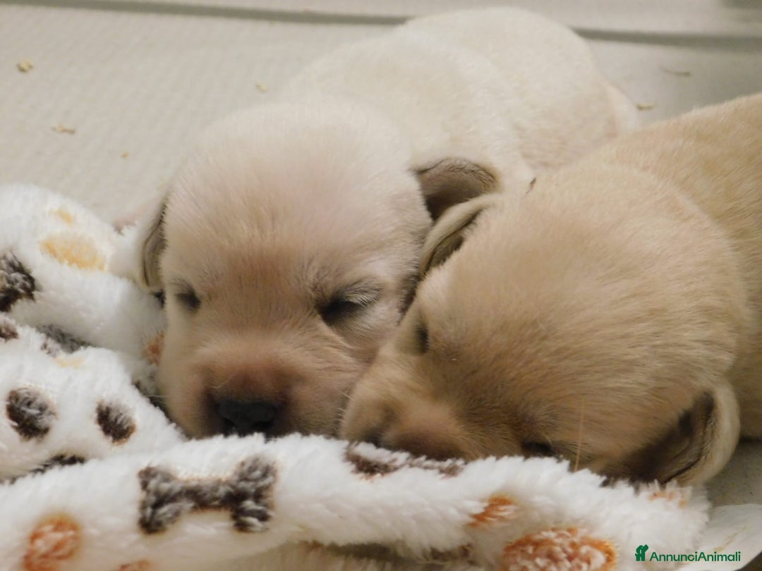 Labrador cani in vendita: Cuccioli di Labrador GIALLI e NERI a Provincia di Vicenza - Immagine 4
