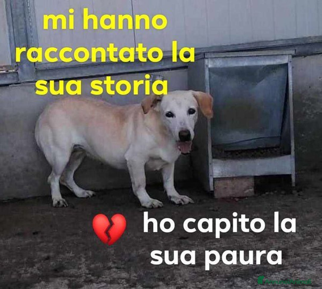 Meticcio cani in regalo: MIELE impaurita ma anche curiosa tg mediopicc. - Annuncio 1