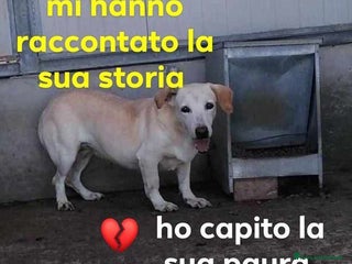 Meticcio cani MIELE impaurita ma anche curiosa tg mediopicc. - Annuncio 4