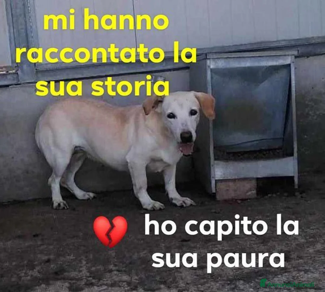 Meticcio cani in regalo: MIELE impaurita ma anche curiosa tg mediopicc. - Annuncio 1