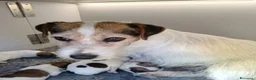 Jack Russell cani in vendita: Cuccioli di Jack Russell  - Annuncio 2
