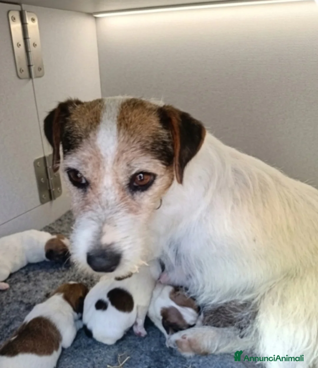 Jack Russell cani in vendita: Cuccioli di Jack Russell  - Annuncio 2