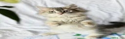 Siberiano gatti in vendita: Cuccioli di Siberiano con pedigree Anfi - Annuncio 8