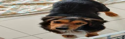 Meticcio cani in regalo: Lois adorabile cucciolone - Annuncio 11