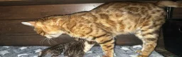 Bengala gatti in vendita: Bengal con difetto, in sconto  - Annuncio 4