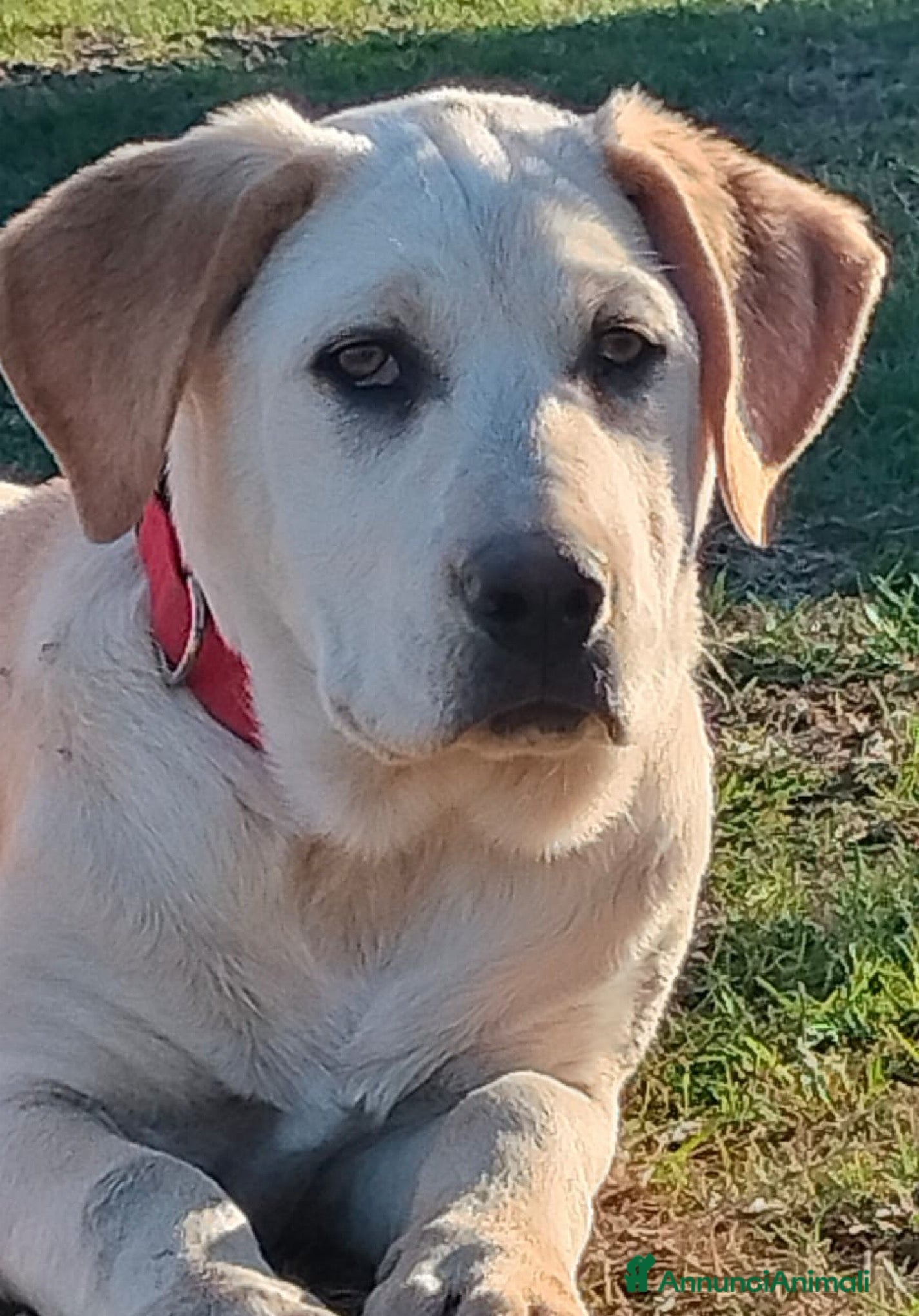 Meticcio cani Heidi cucciola mix Labrador 4 mesi cerca casa - Annuncio 2