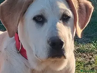 Meticcio cani Heidi cucciola mix Labrador 4 mesi cerca casa - Annuncio 2