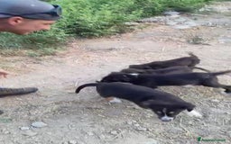 Altre razze cani in regalo: Cuccioli di 3 mesi cercano adozione urgente  a Provincia di Parma - Immagine 26