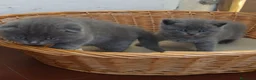 Scottish gatti in vendita: cuccioli scottish fold e straight  - Annuncio 11