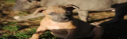 Pitbull cani in vendita: Pit Bull con pedigree anche a rate  - Annuncio 16