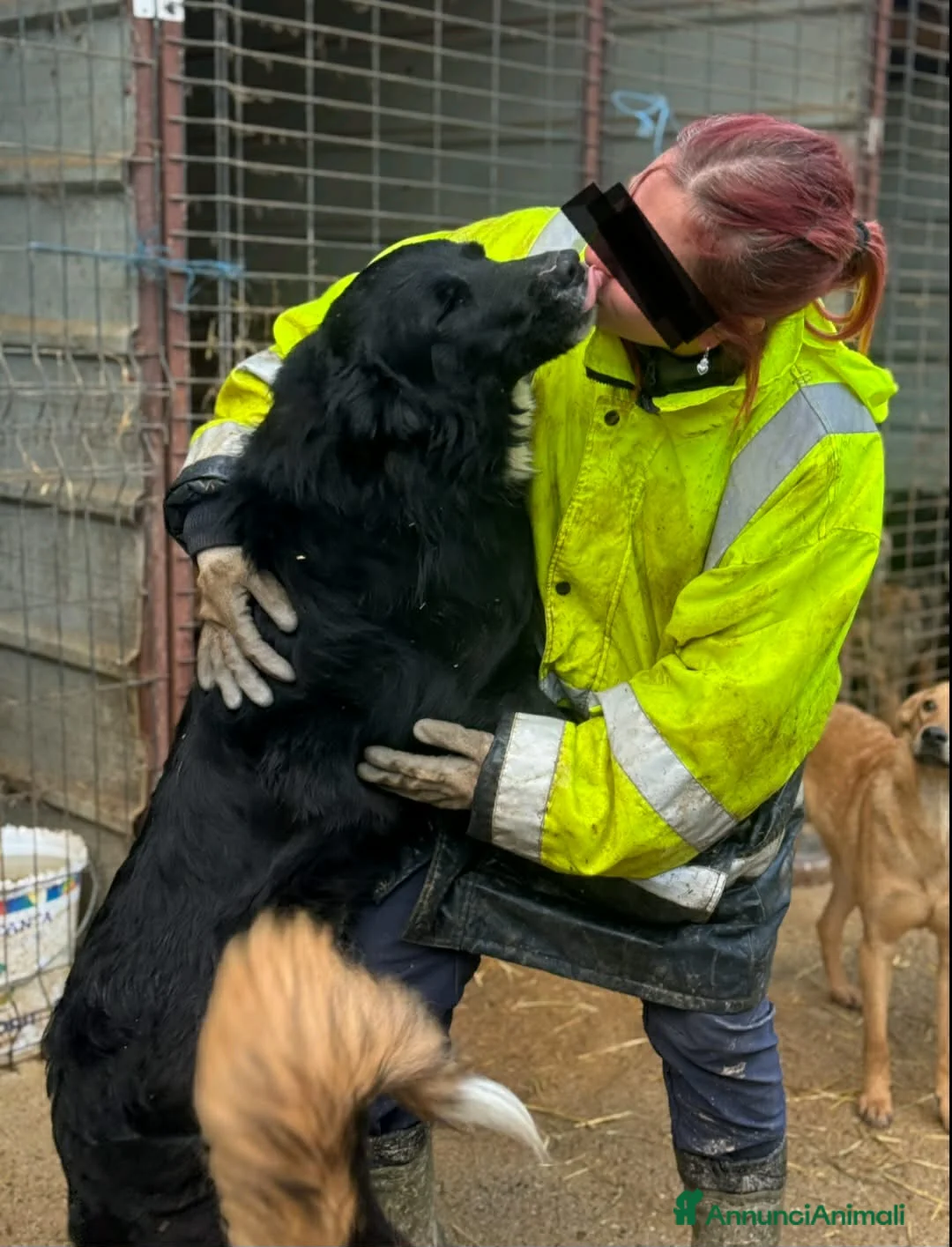 Meticcio cani in regalo: DEJAN, affettuosissimo cagnolone di taglia GRANDE - Annuncio 8