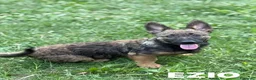 Meticcio cani in regalo: EZIO, lupetto ZAMPACORTA super coccolone! - Annuncio 4