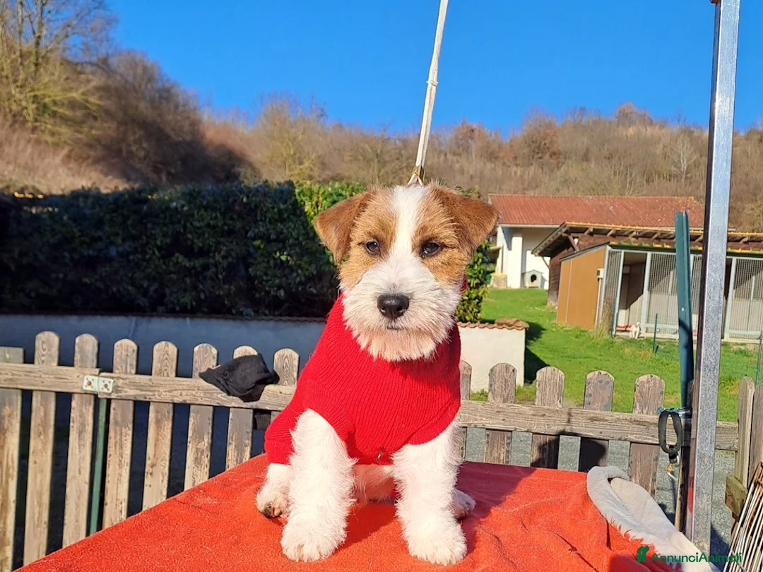 Jack Russell cani in vendita: Cucciol0 Jack ruvid0 - Annuncio 15
