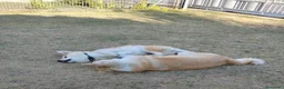 Akita Inu cani in vendita: Akita Inu femmina Rina da eccellenti linee FCI a Città metropolitana di Milano - Annuncio 8