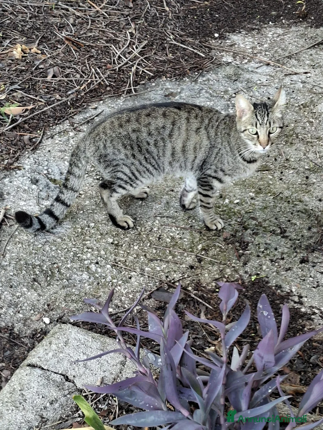 Meticcio gatti in regalo: Gatte randagie in adozione - Annuncio 2