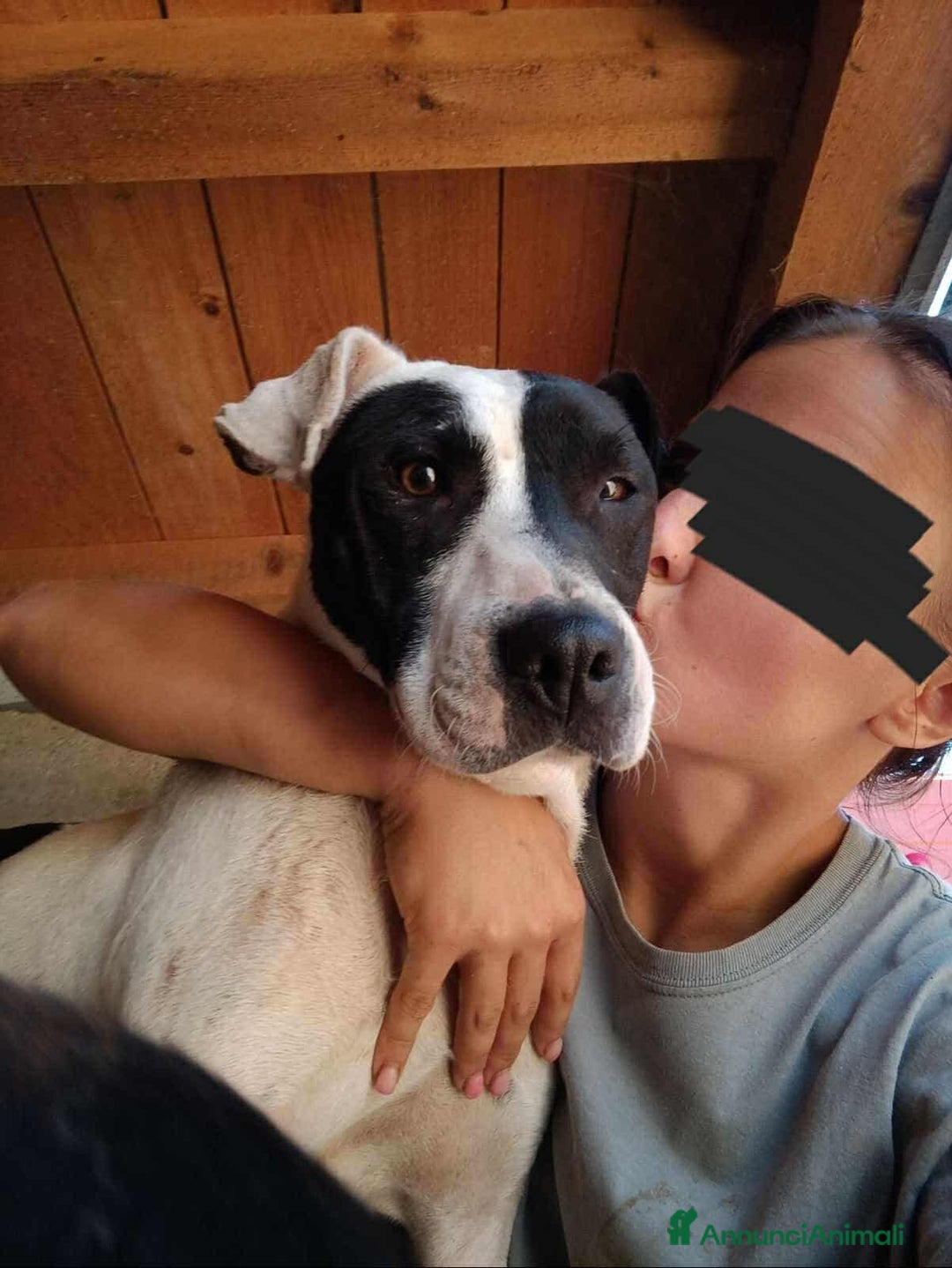 Meticcio cani in regalo: SPYKE, mix AMSTAFF super affettuoso - Annuncio 8