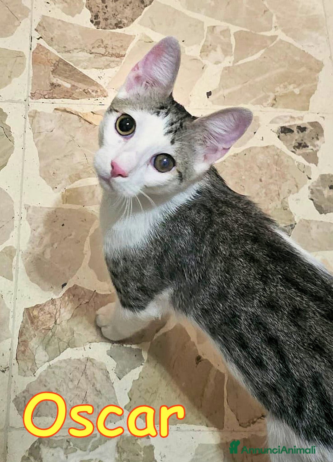 Europeo gatti in regalo: 📍ADOZIONE URGENTE PER OSCAR - Annuncio 3