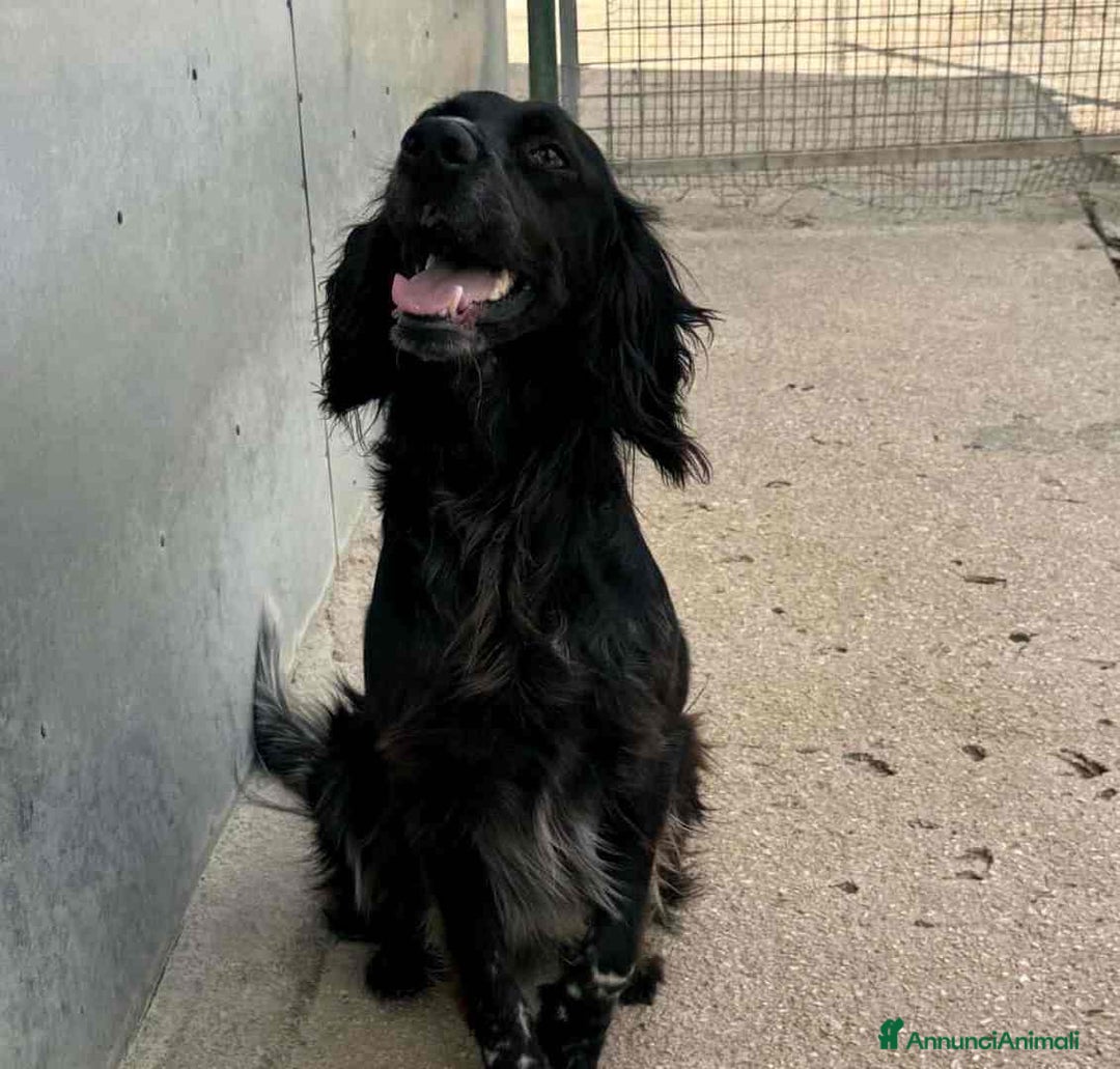 Setter Gordon cani in regalo: FREE, dolcissimo mix SETTER! Tg MEDIO-CONTENUTA - Annuncio 6