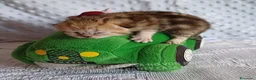 Scottish gatti in vendita: Cuccioli Scottish Fold e Straight a Provincia di Reggio Emilia - Annuncio 6