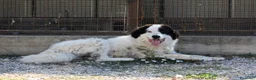 Meticcio cani in regalo: Giulio cesare cerca casa - Annuncio 4
