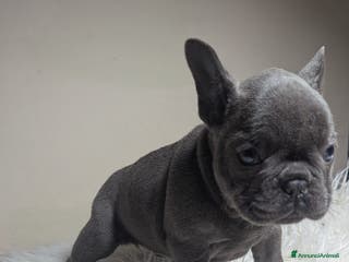 Bulldog Francese cani Bulldog francesi blu merle - Annuncio 27