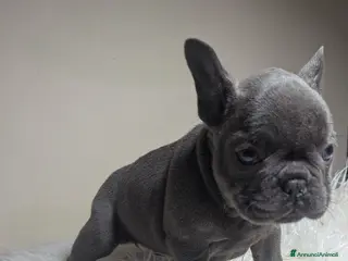 Bulldog Francese cani Bulldog francesi blu merle - Annuncio 14