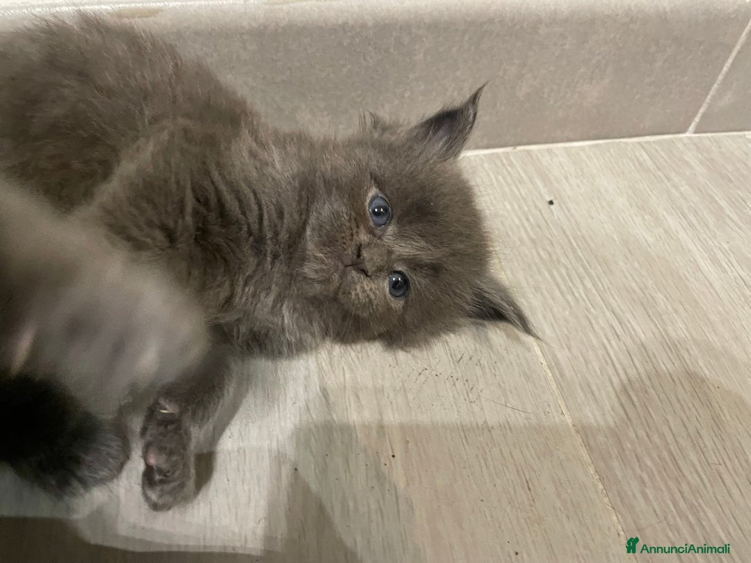 Maine Coon gatti in vendita: Mainecoon - Annuncio 20