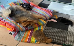 Volpino Pomerania cani in vendita: Cuccioli di volpino di pomerania a Provincia di Brescia - Immagine 4